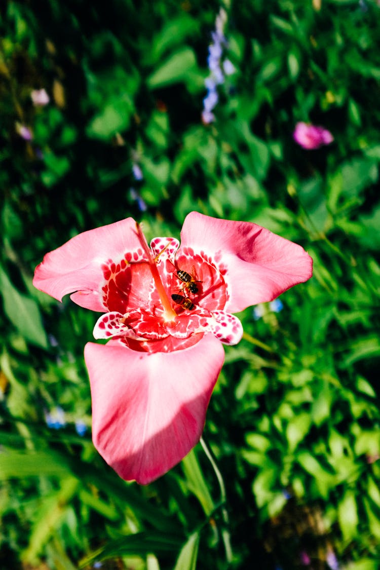 Close-up Of A Pink Tiger Flower 