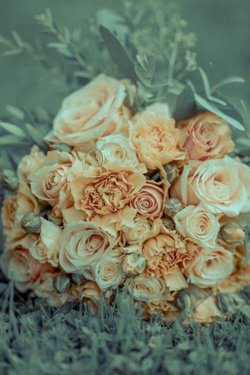 Free Soft focus bouquet of peach and cream roses in a natural setting, perfect for celebrations. Stock Photo
