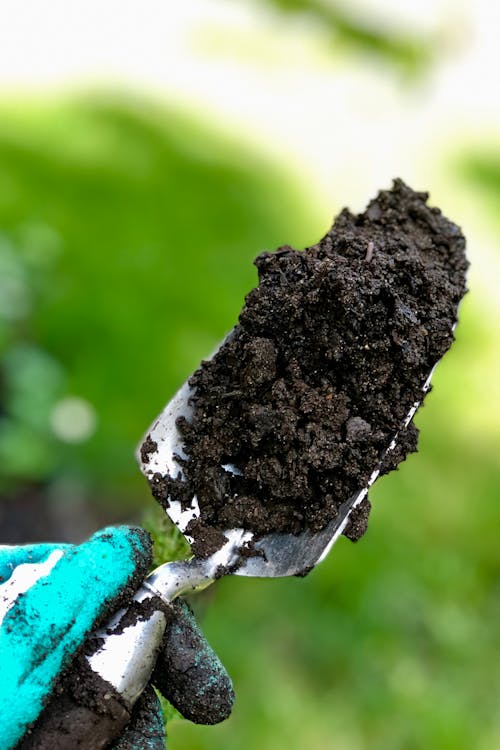 A Person Holding a Trowel with Soil