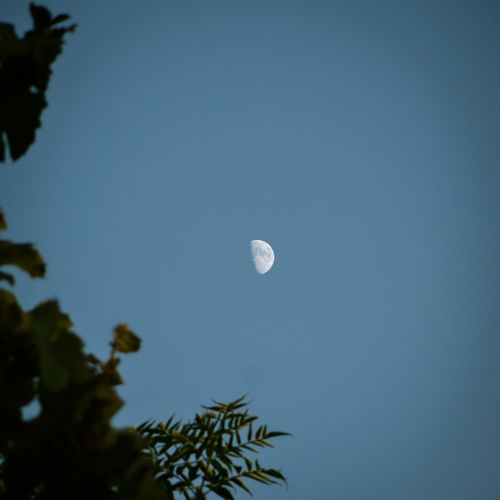 Free A tranquil half moon in a blue sky with tree leaves framing the view. Stock Photo
