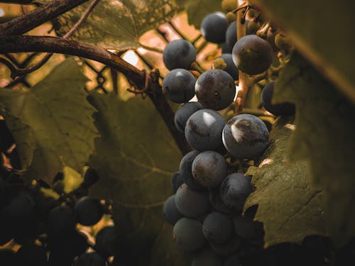 Gratis Foto stok gratis anggur, buah-buahan, daun-daun hijau Foto Stok