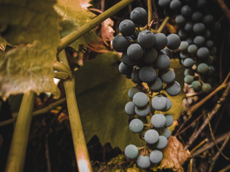 Close-Up Photograph Of A Cluster Of Grapes