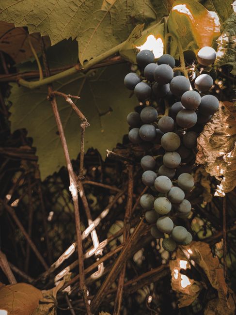 Fotomural Una vista en primer plano de uvas maduras colgando de una vid entre hojas de otoño.
