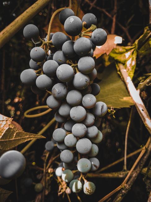 Lush grape cluster hanging from vines in a vineyard, showcasing ripe and fresh fruits.