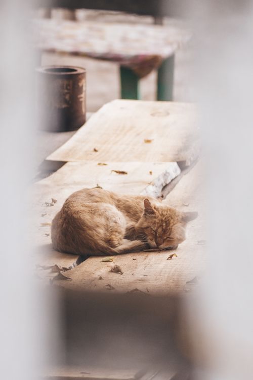 Free A cute kitten sleeps peacefully on a rustic wooden surface, surrounded by a serene atmosphere. Stock Photo