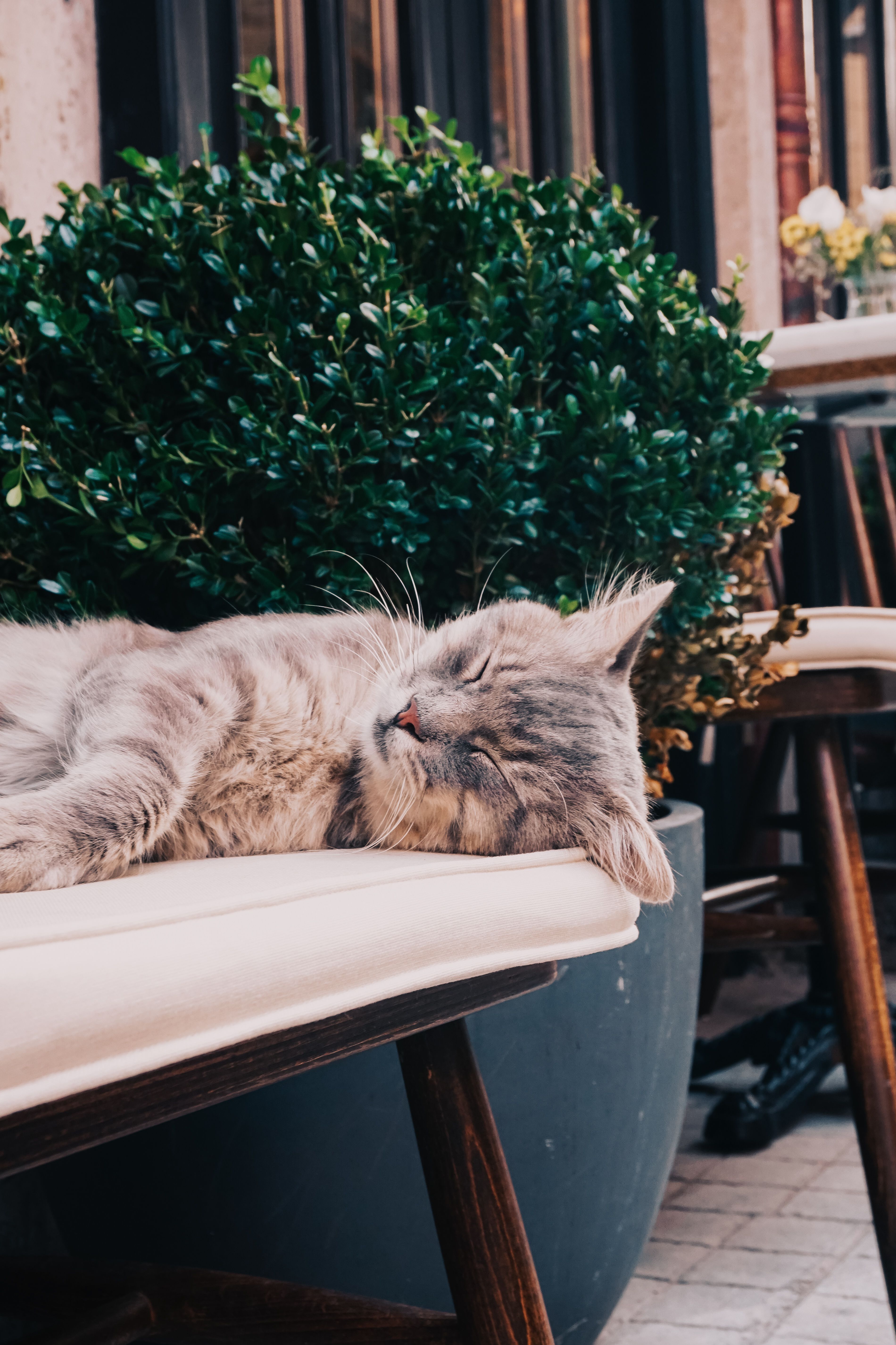 Close-Up Photo of a Gray Tabby Cat Sleeping on a Chair · Free Stock Photo