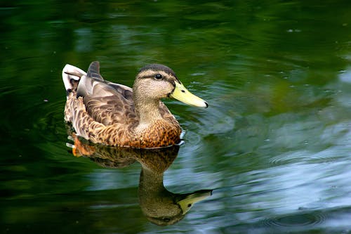 Close-Up Photo of a Brown Mallard 