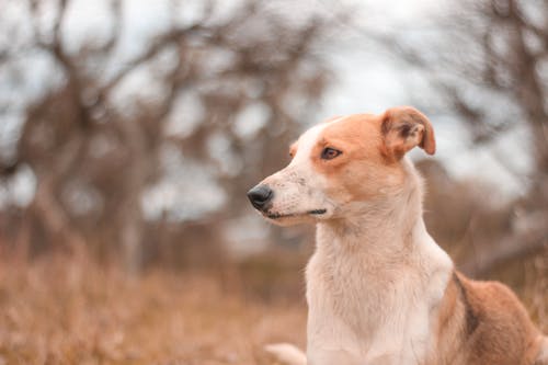 Foto stok gratis anjing, berbulu, bulu