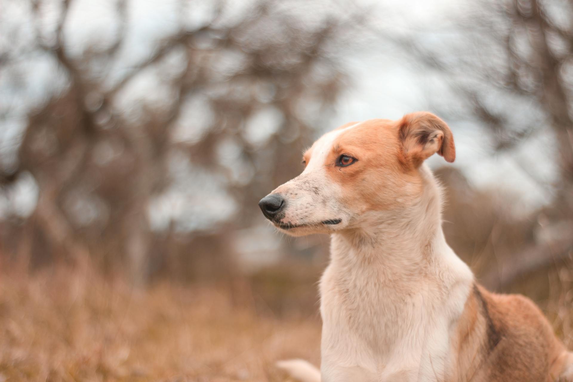 Selective Focus Photo of an Adorable White and Brown Dog