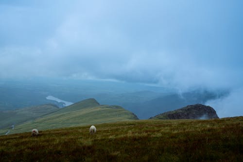 White Animals on Green Grass Field Under White Clouds