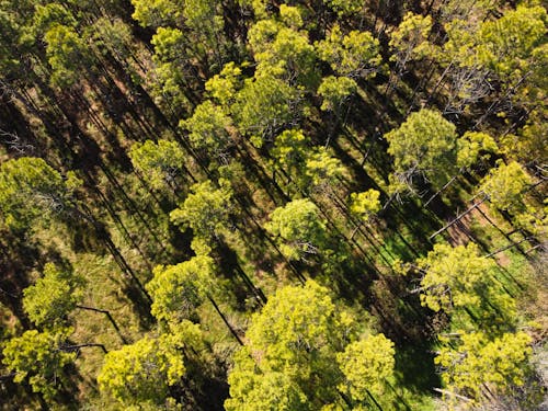 ağaçlar ormanı, dji mavic, doğa güzellik içeren Ücretsiz stok fotoğraf