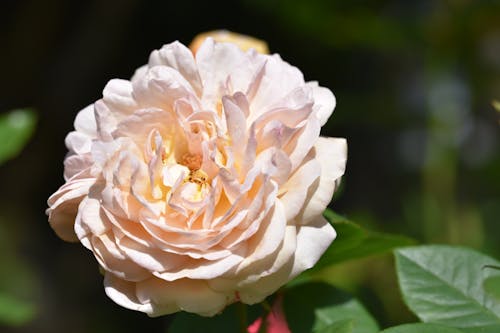 A White Rose in Close-Up Photography