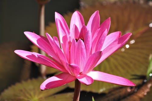 A Close-Up Shot of a Pink Lotus Flower