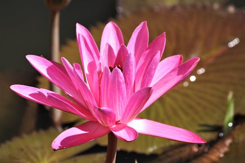 Free Pink Flower in Close Up Photography Stock Photo