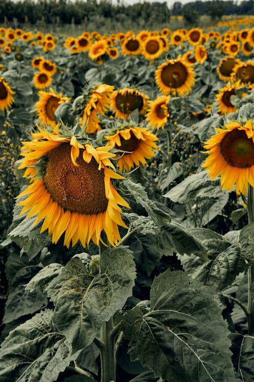 Close Up Photo of Sunflowers