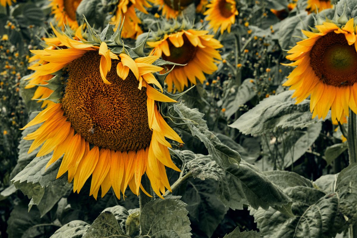 Sunflowers in full bloom