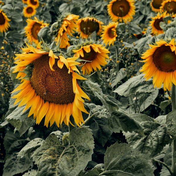 Giant Sunflower Seeds