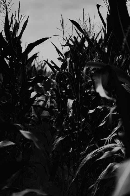 Grayscale Photo of Corn Field