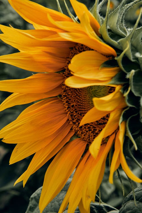 A Close-up Shot of a Yellow Sunflower