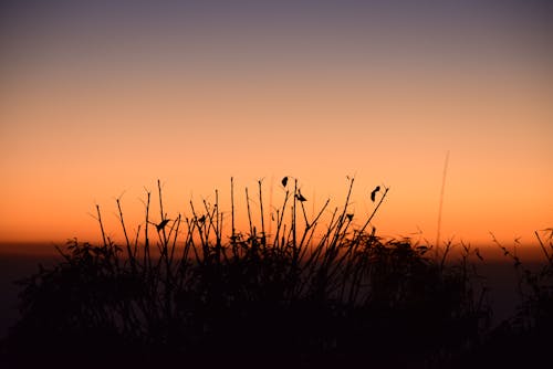 Silhouette Photo of Grass