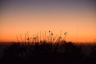 日落天空下充满活力的植物剪影，捕捉到大自然的宁静本质