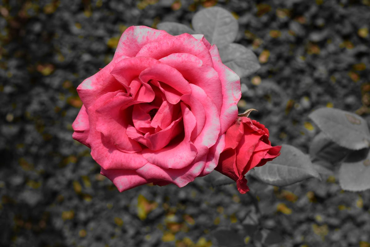 Volunteers delivering relief items to a disaster-affected area