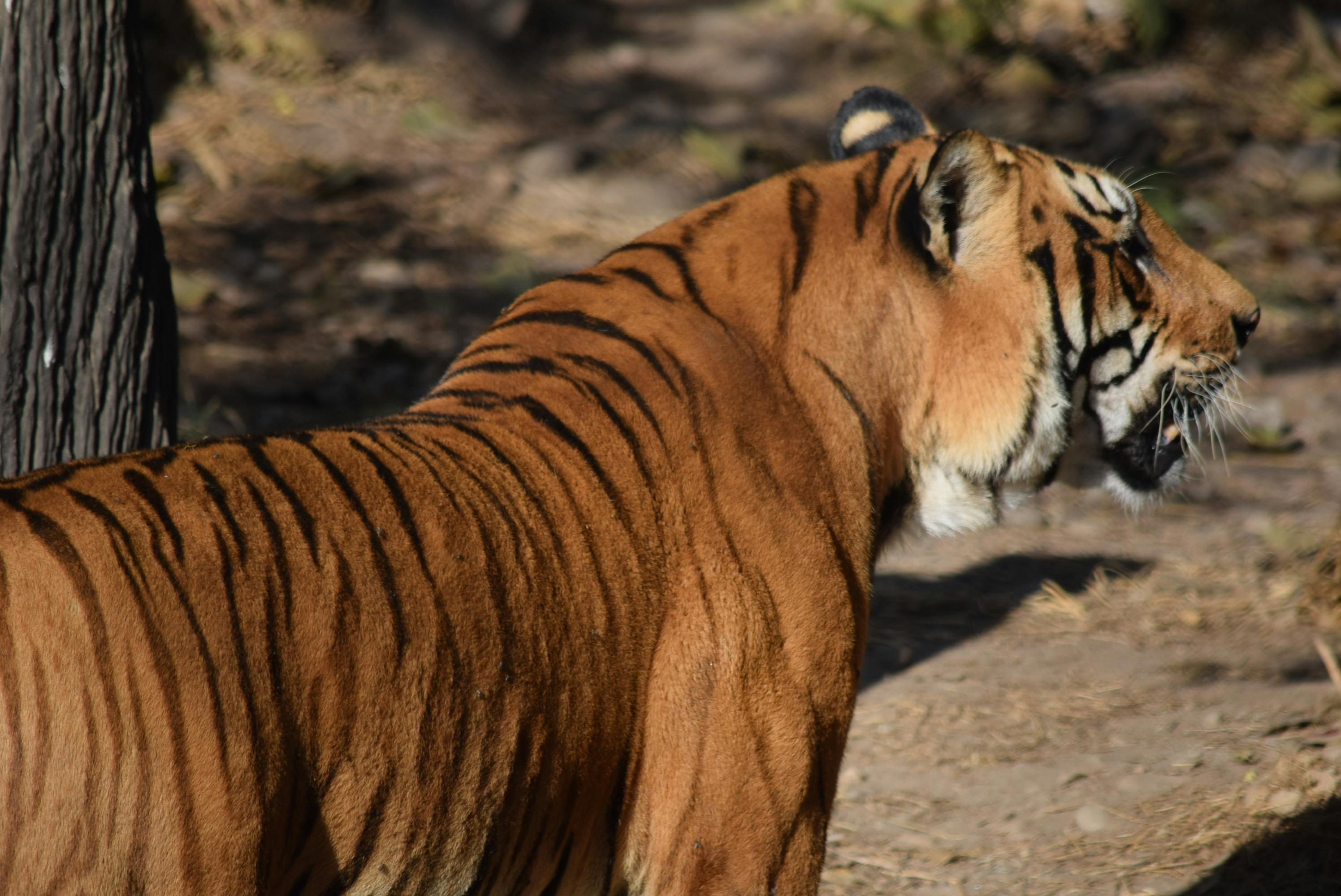 Free stock photo of #animals #tiger