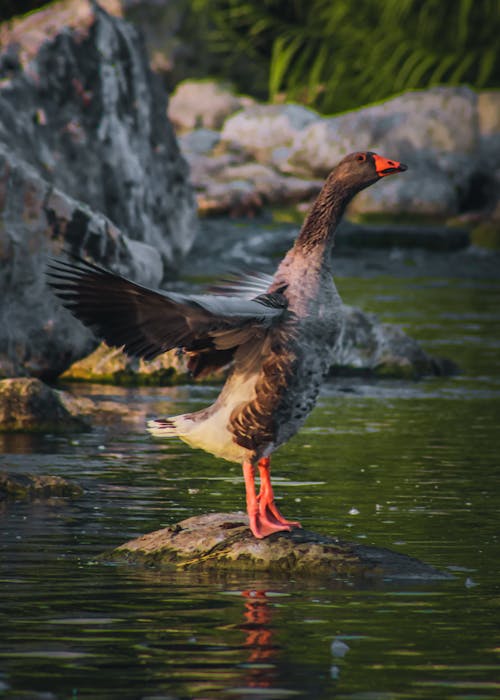 A Goose Landing on a Rock in a Lake