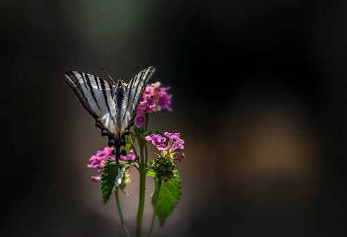 Scarce Swallowtail Butterfly Perched on a Purple Flower