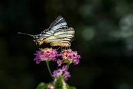 Close-Up Photo of a Scarce Swallowtail Perched on a Flower