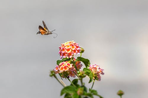 Hummingbird Hawk-Moth Flying Near Pink Flowers