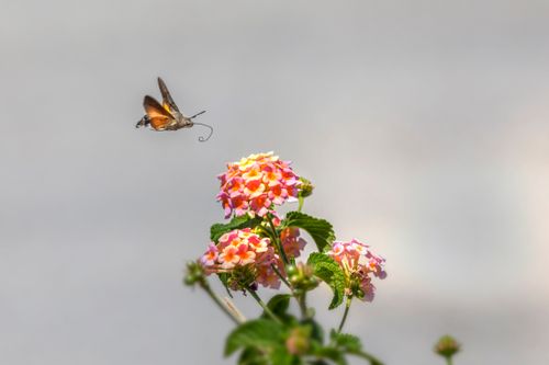 Free A hummingbird hawk-moth in flight near vibrant lantana flowers, captured in Corfu, Greece. Stock Photo