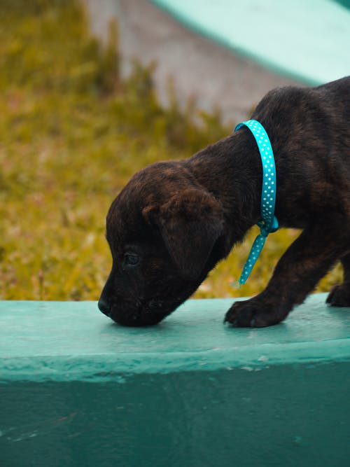 Black Short Coated Puppy on Concrete Wall