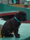 Close-Up Photo of a Cute Puppy with Brindle Fur