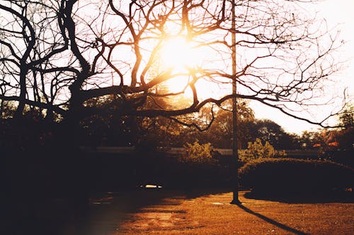 Immagine gratuita di albero nudo, luce del giorno, luce del sole