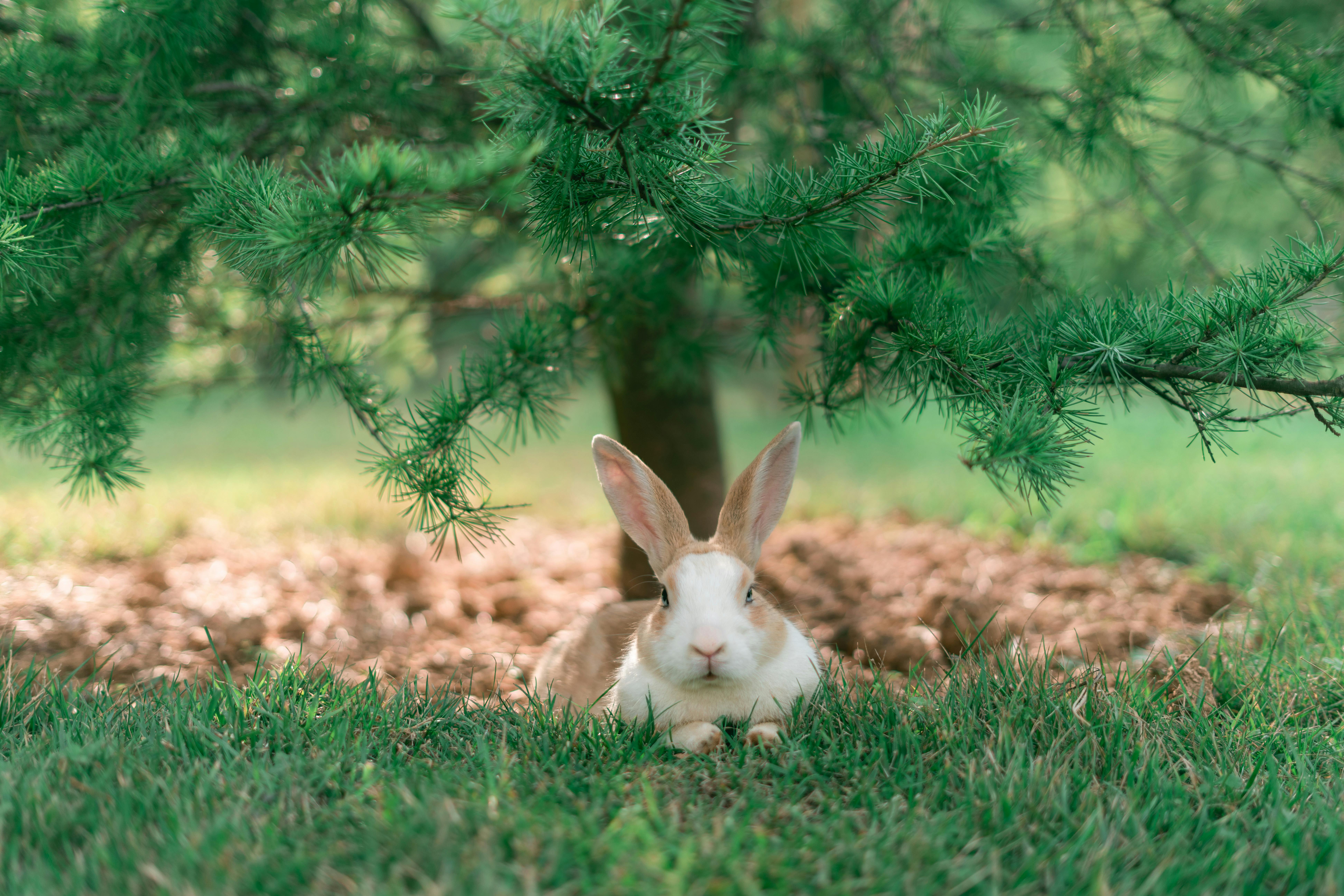 A Rabbit Under a Tree · Free Stock Photo
