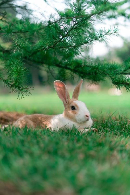 Free A serene rabbit rests under a lush green pine tree in a tranquil outdoor setting. Stock Photo