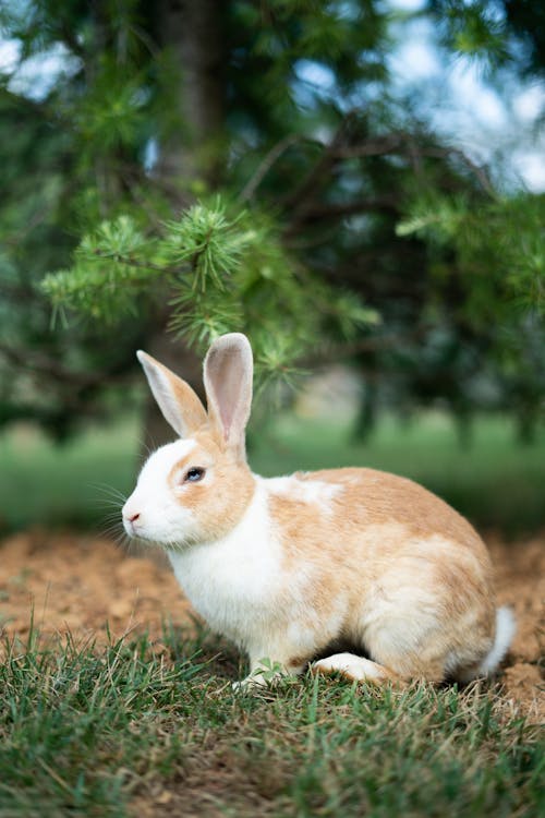 Close-up of Rabbit on Field · Free Stock Photo