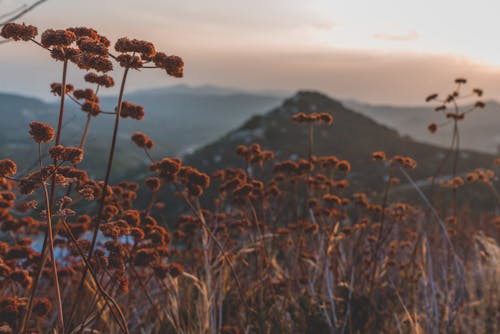 Gratis lagerfoto af beroligende, bjerg, blomster