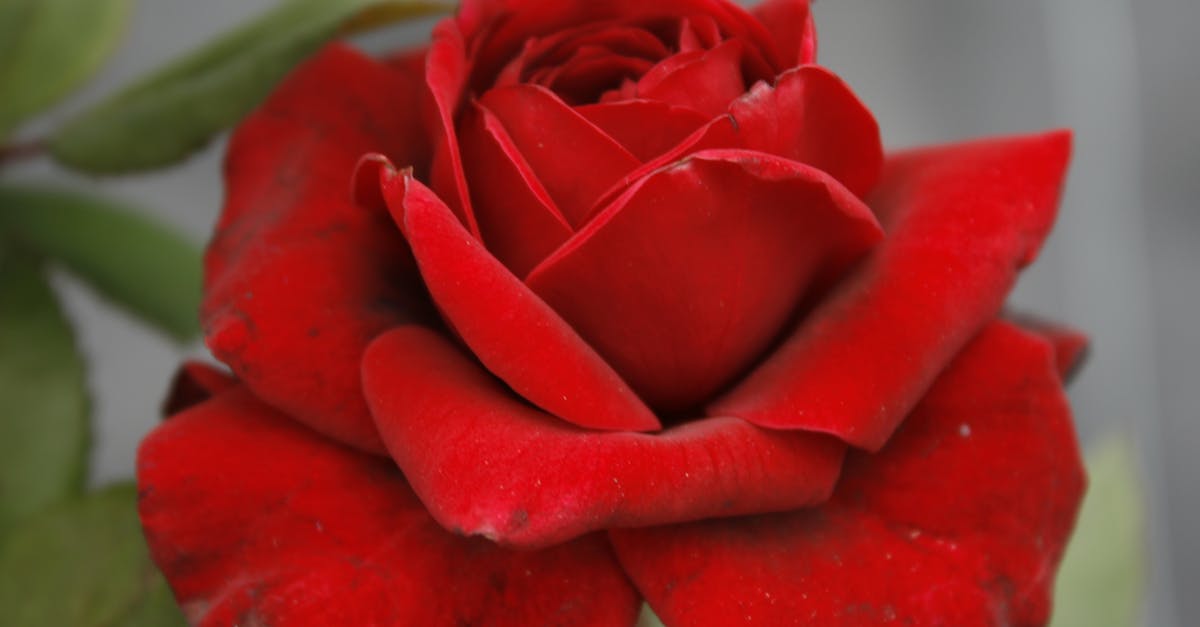Free stock photo of flower, red rose, rose