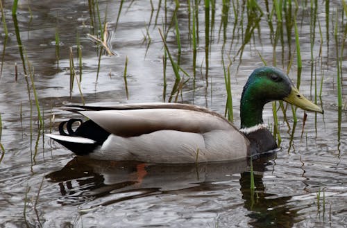 Immagine gratuita di acqua, anatra, animale