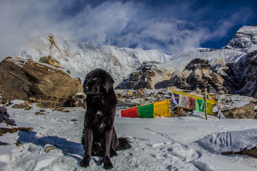 Black dog in snow with prayer flags, Ghandruk, Nepal Himalayas