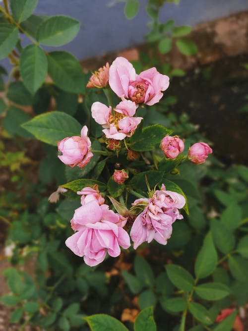 Pink Flowers in Tilt Shift Lens