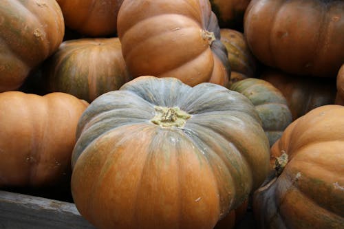 Fotos de stock gratuitas de Alemania, calabaza, calabazas