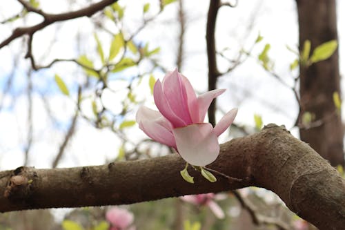 Gratis arkivbilde med hage, magnolia, rosa blomst