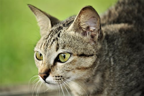Close-Up Shot of a Gray Tabby Cat