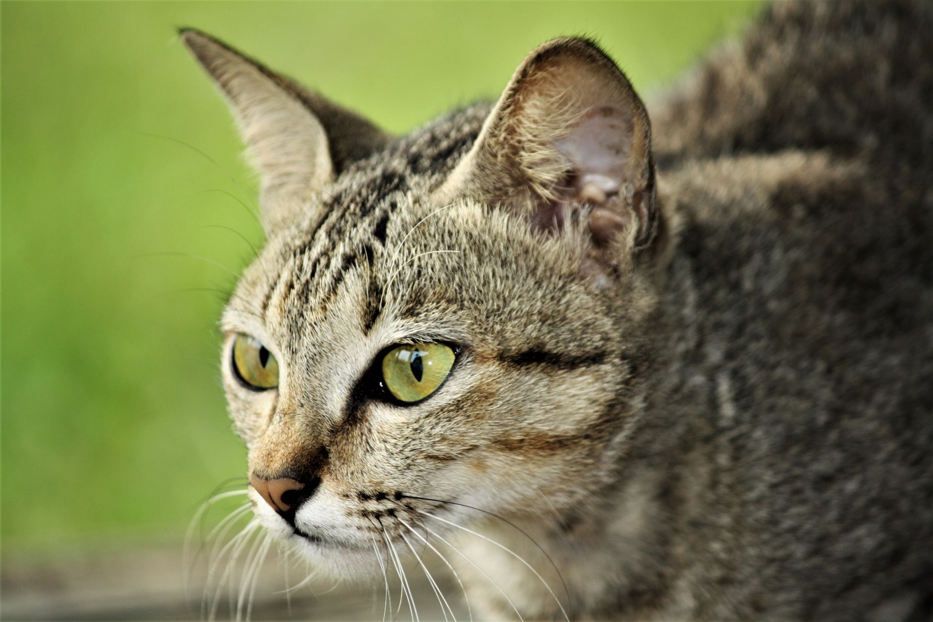 Veterinarian examining a cat during a checkup