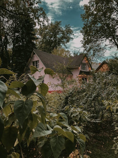 Kostenloses Stock Foto zu blätter, garten, grüne pflanzen