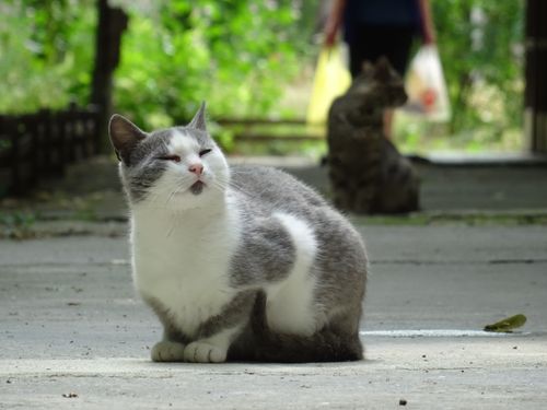 Free Two cats resting on a sunny pavement, with a blurred background for a tranquil vibe. Stock Photo