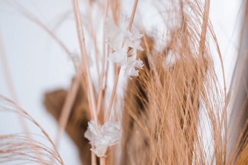 Immagine gratuita di avvicinamento, erba di grano, fiori